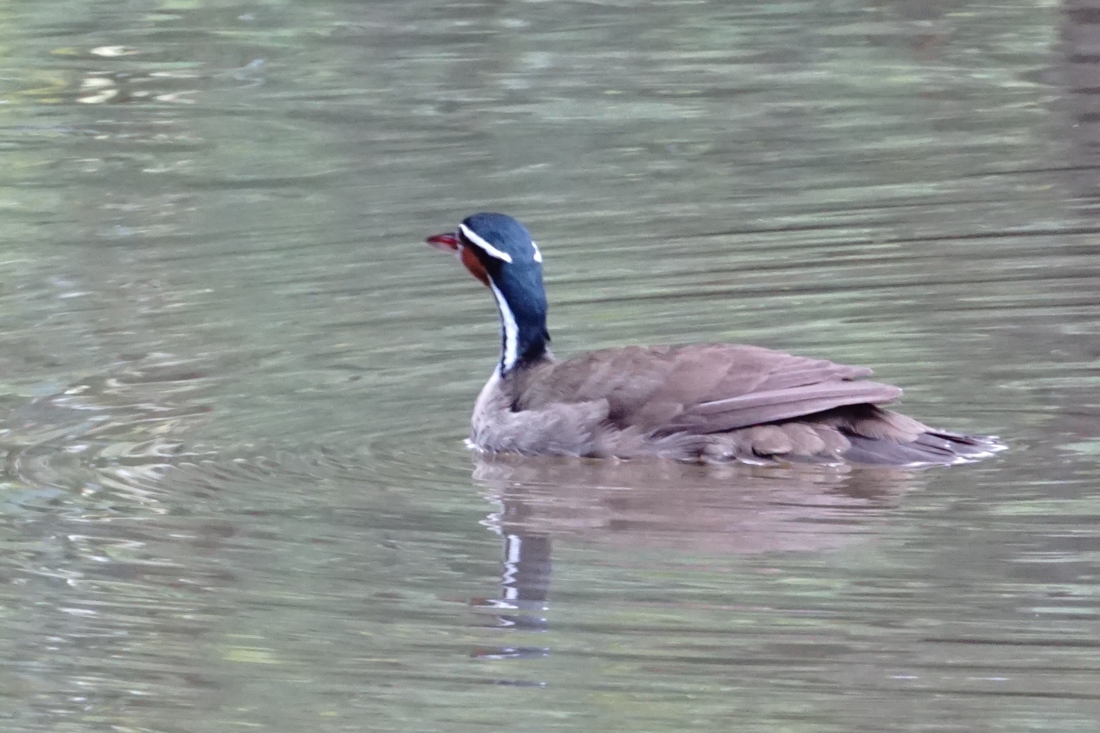  Sungrebe 