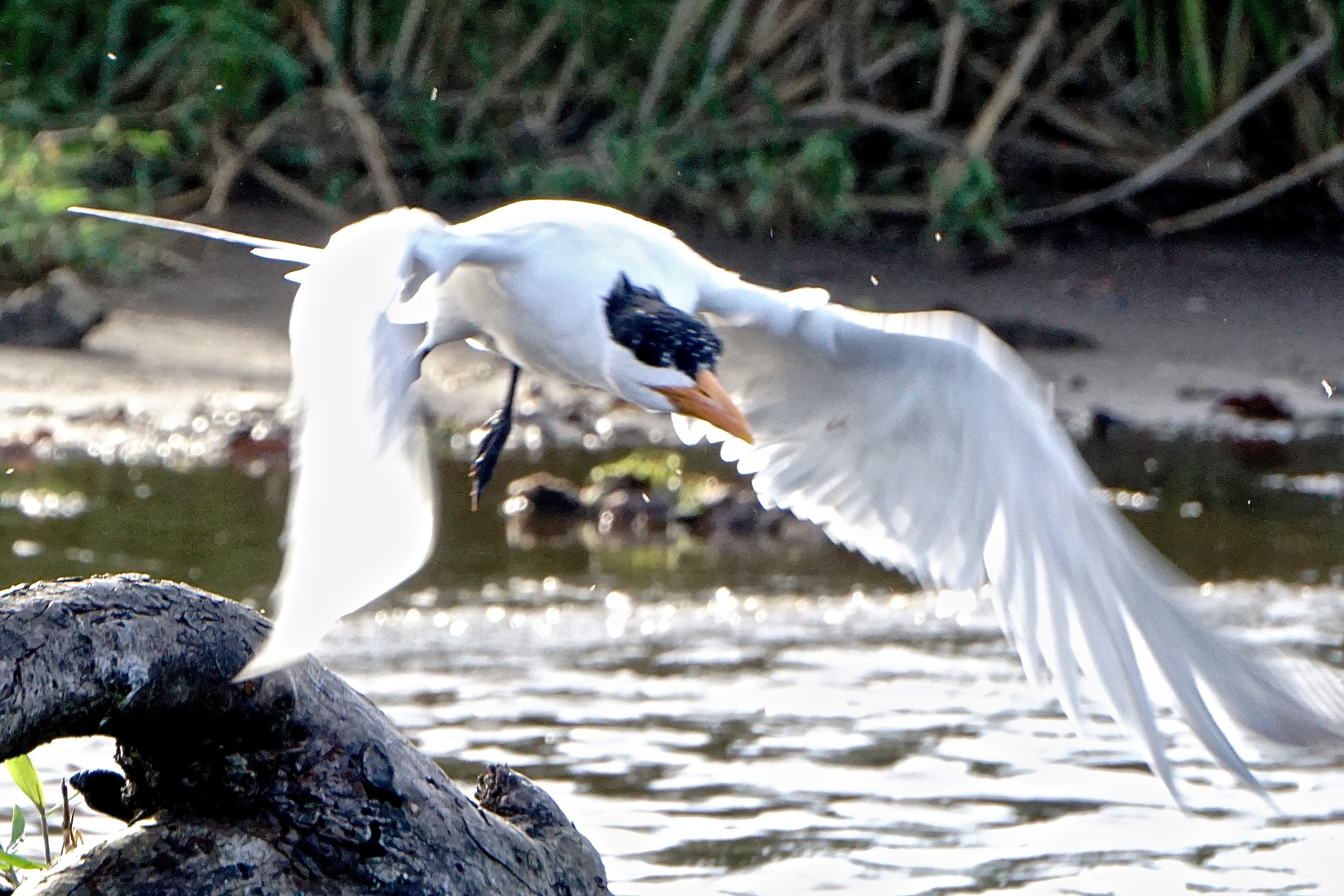  Royal tern 