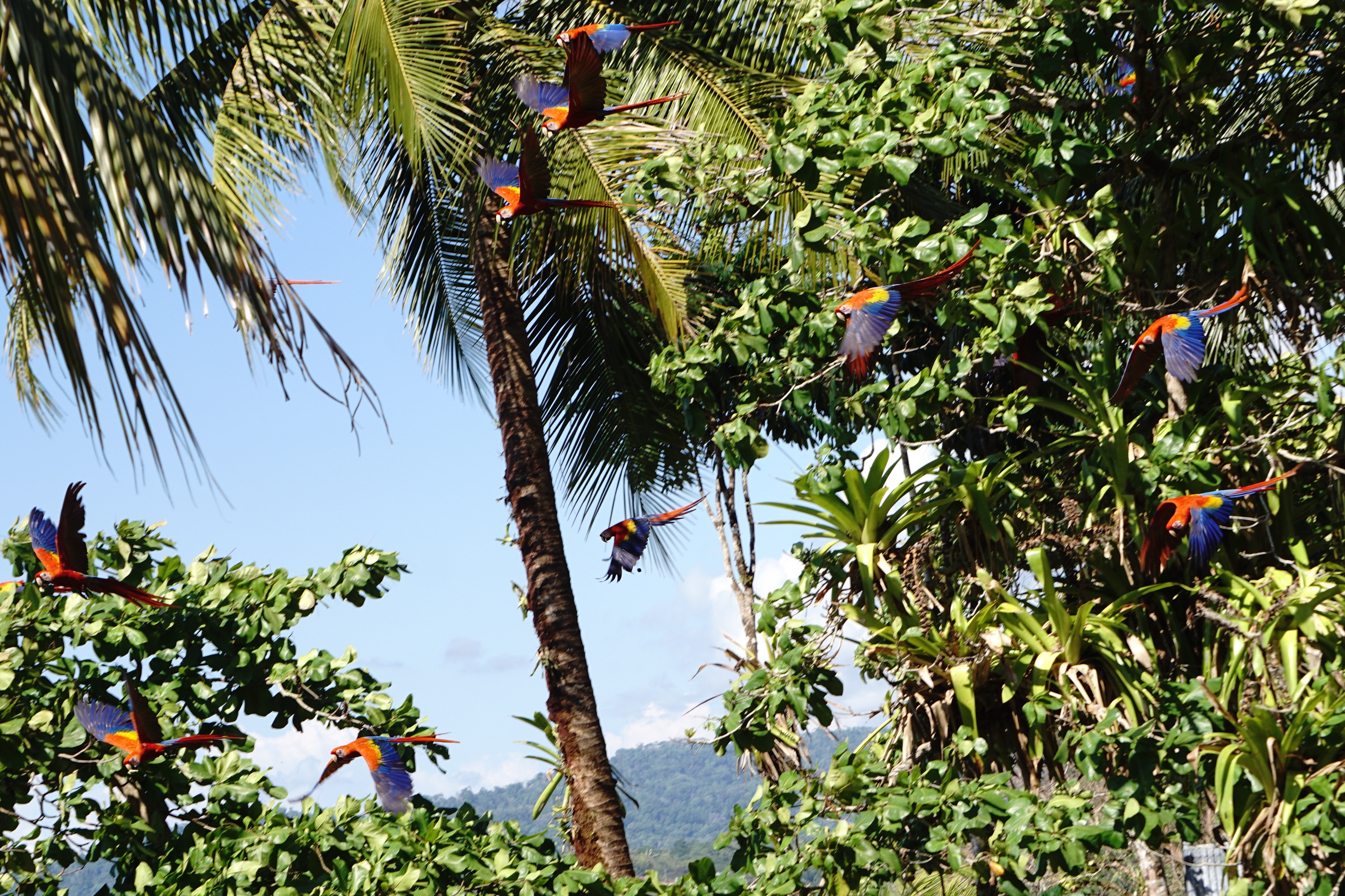  Scarlet macaws 