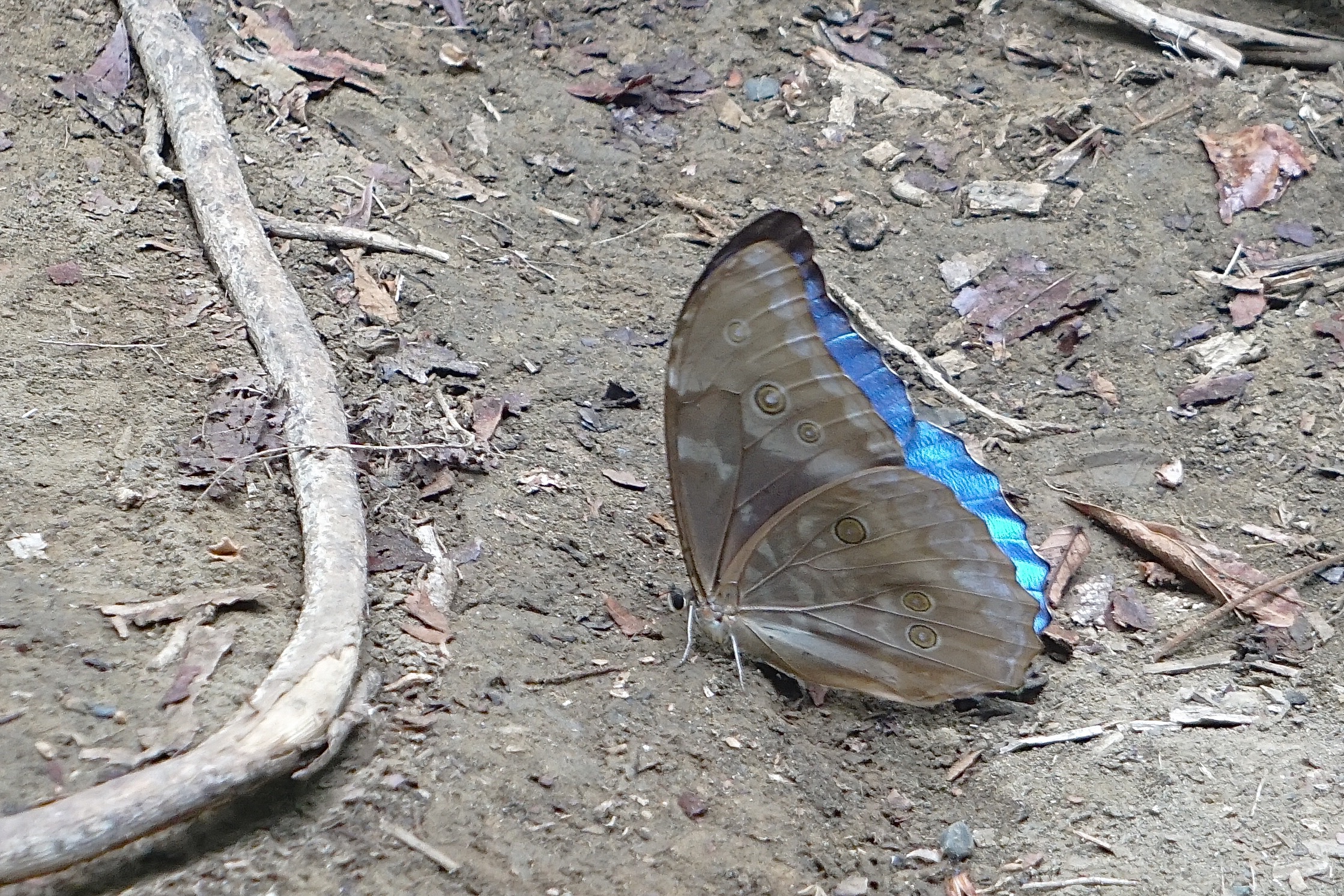  Blue morpho 