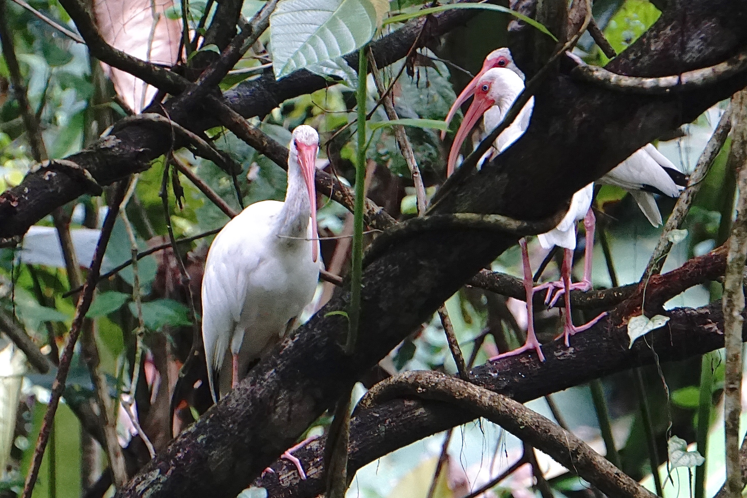  White ibises 