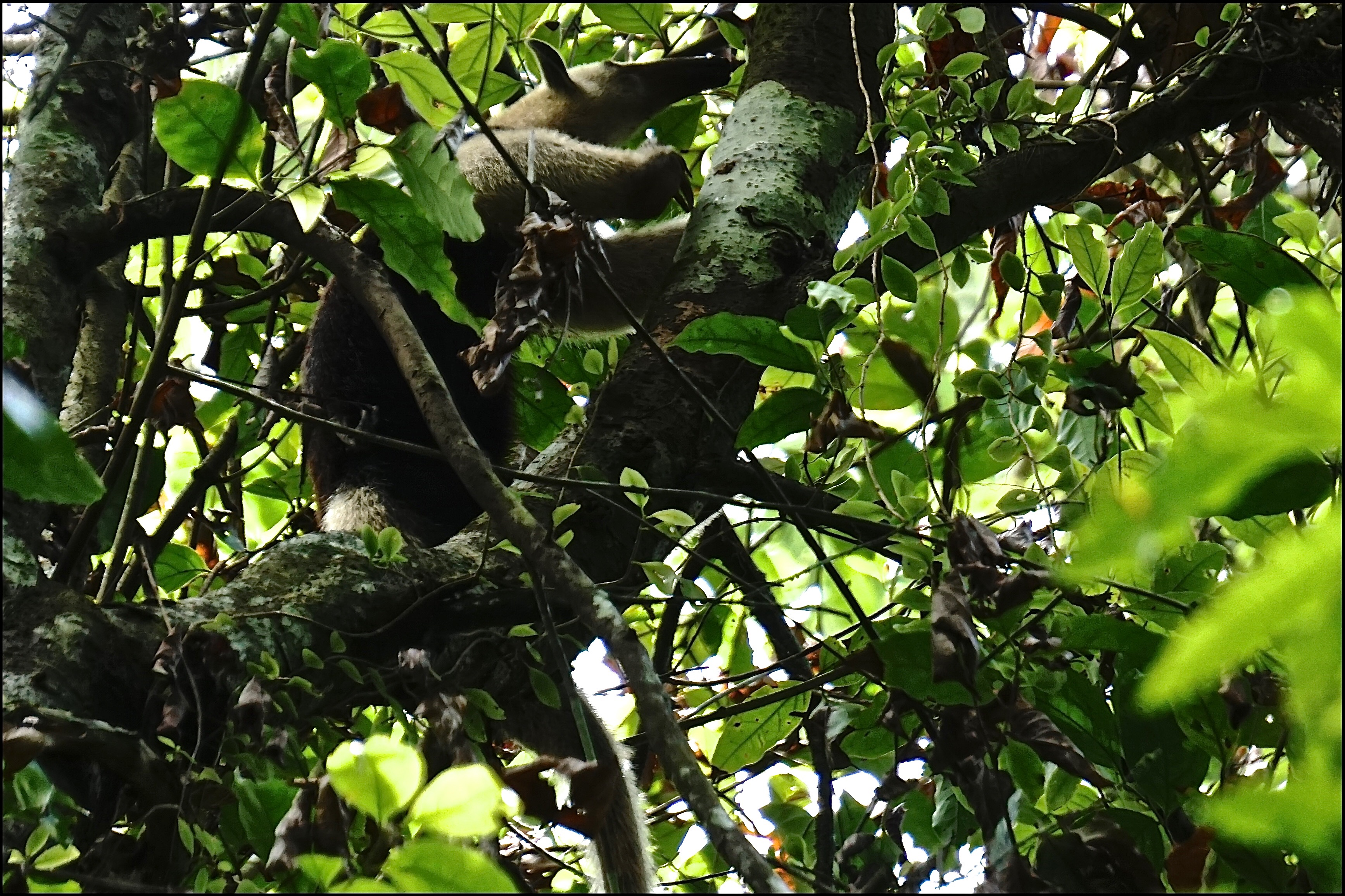  Tamandua 