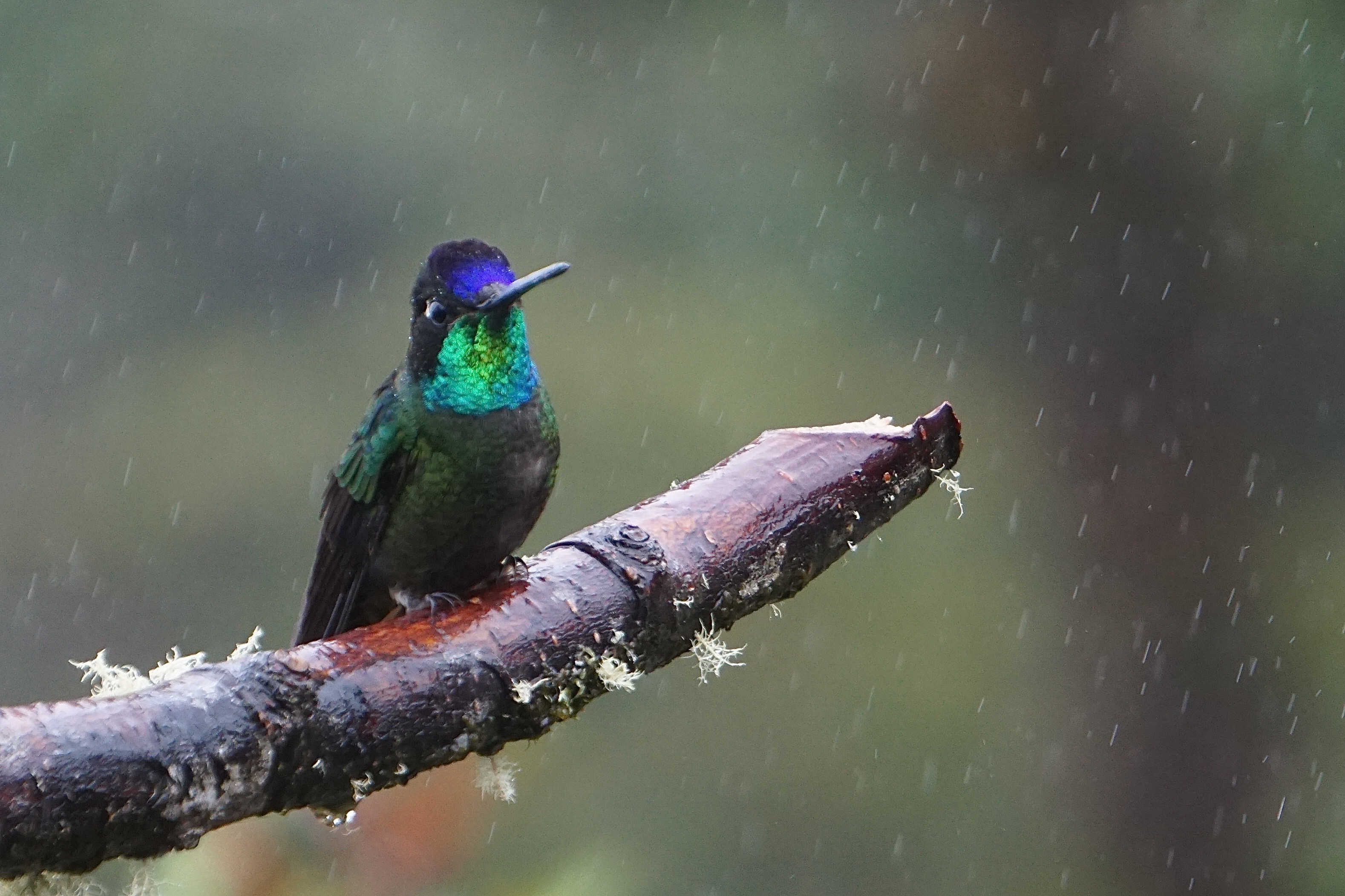  Talamanca hummingbird (Magnificent hummingbird in guidebooks!) 
