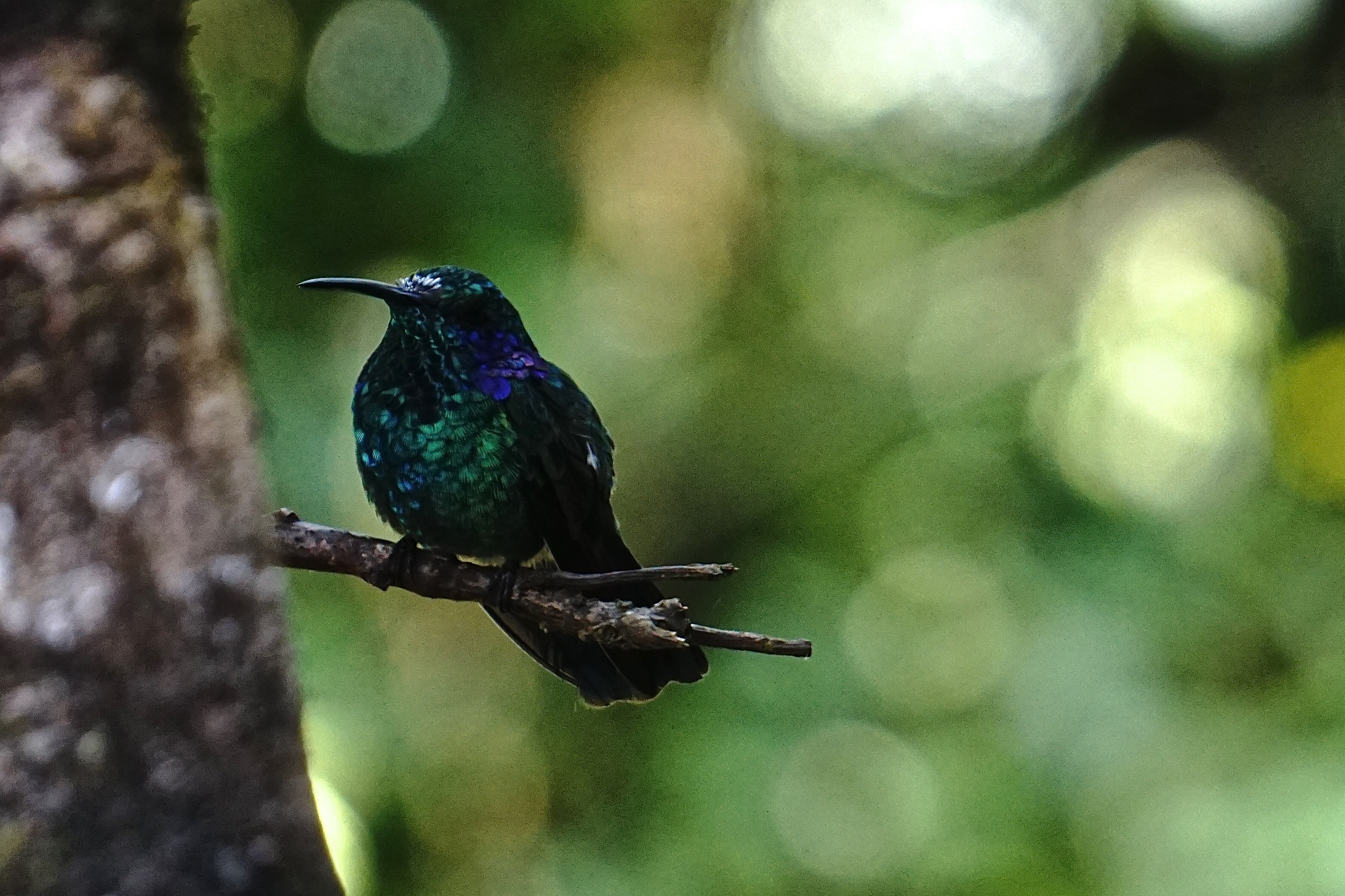  hummingbird 