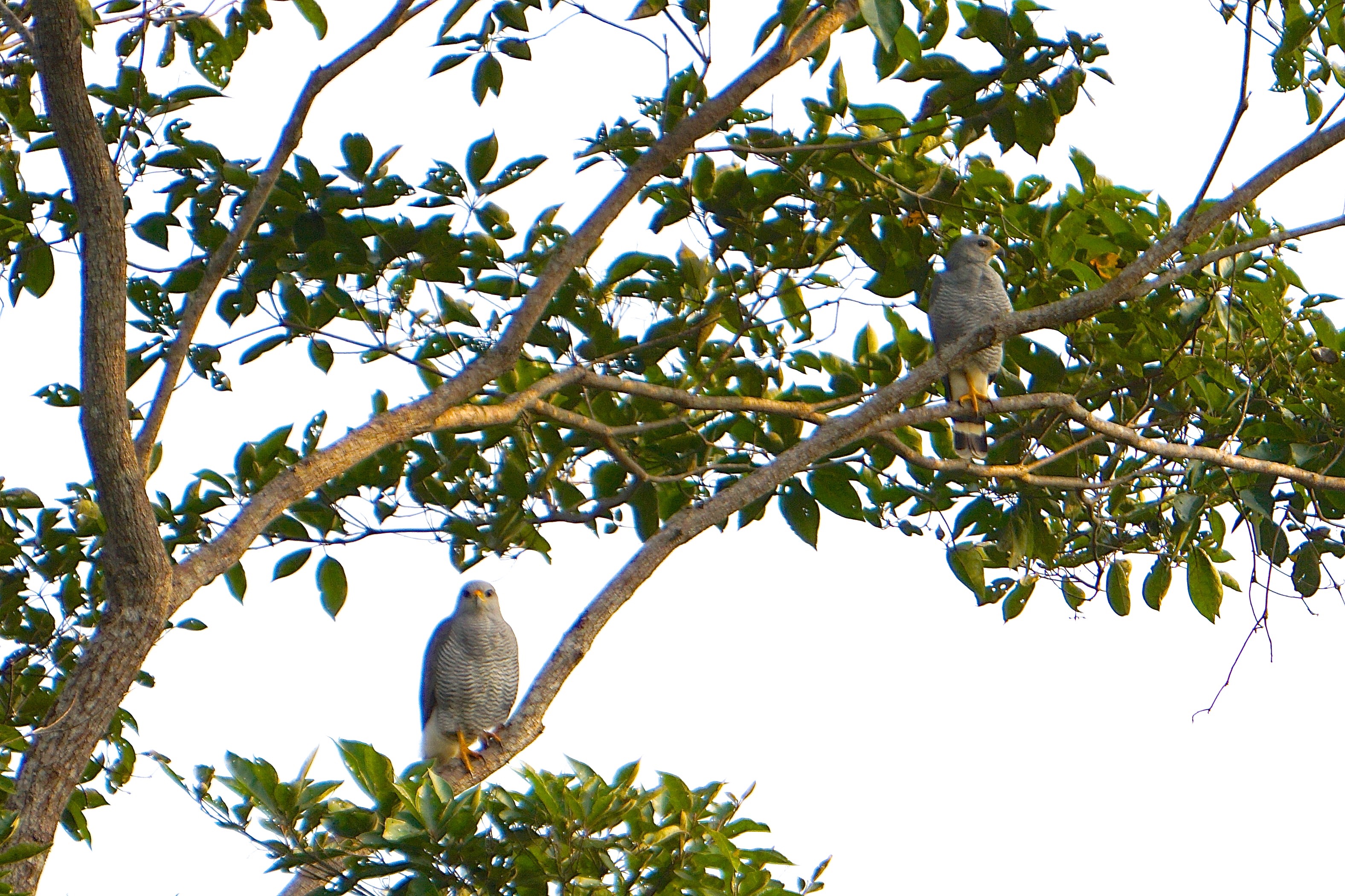  Gray hawks 