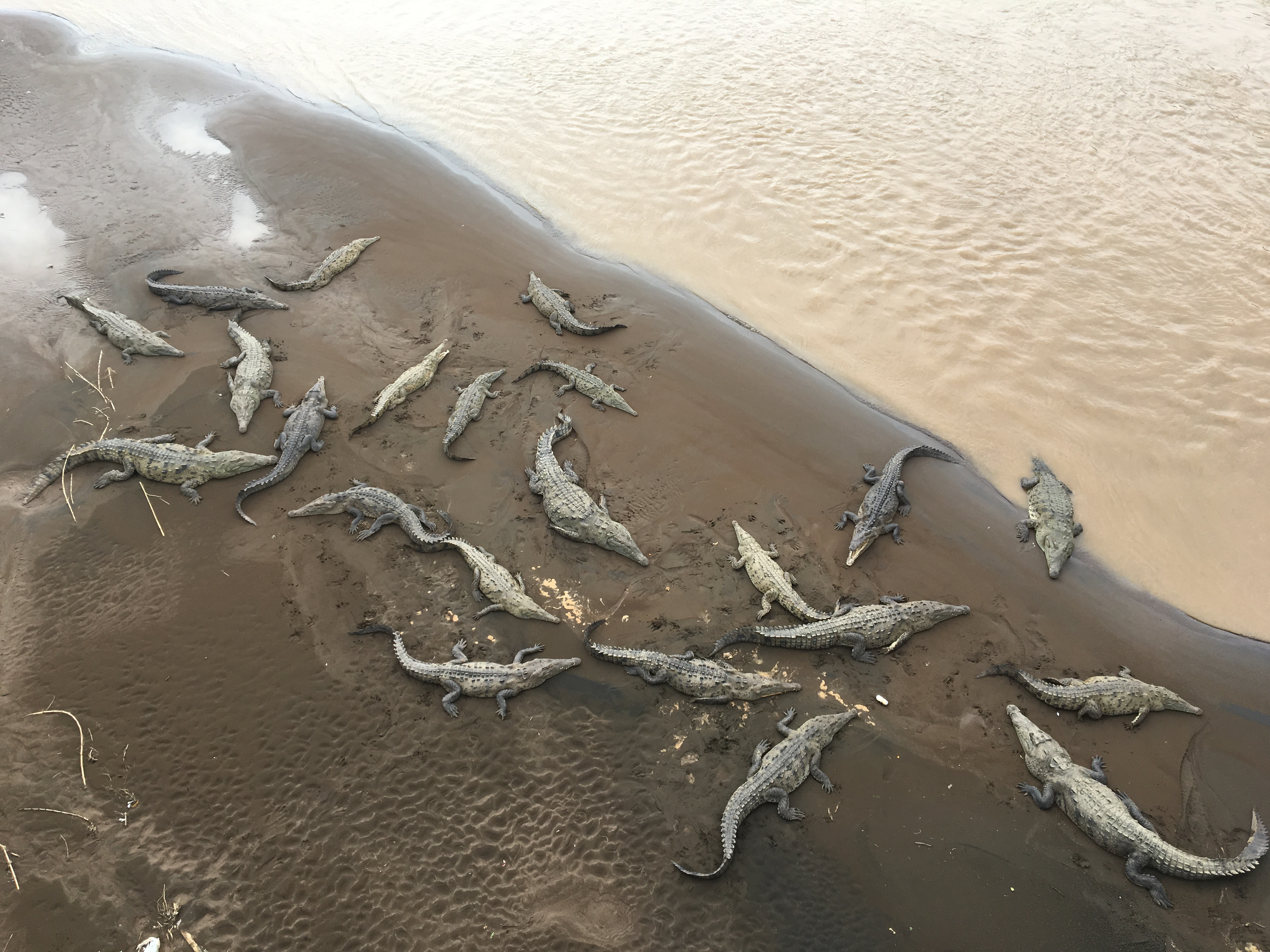  crocodiles 