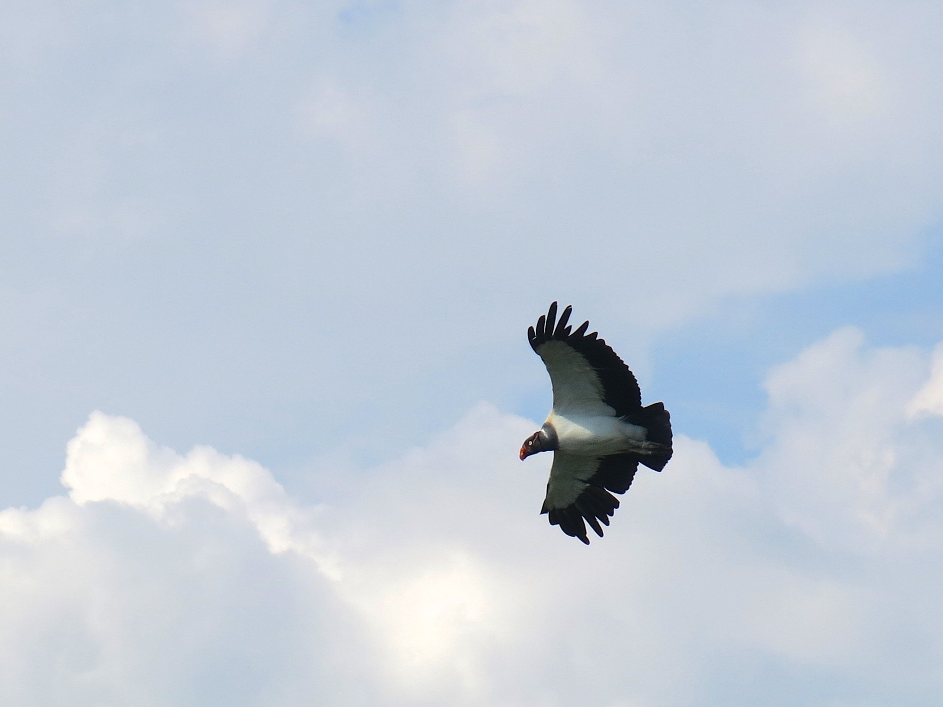  King vulture 