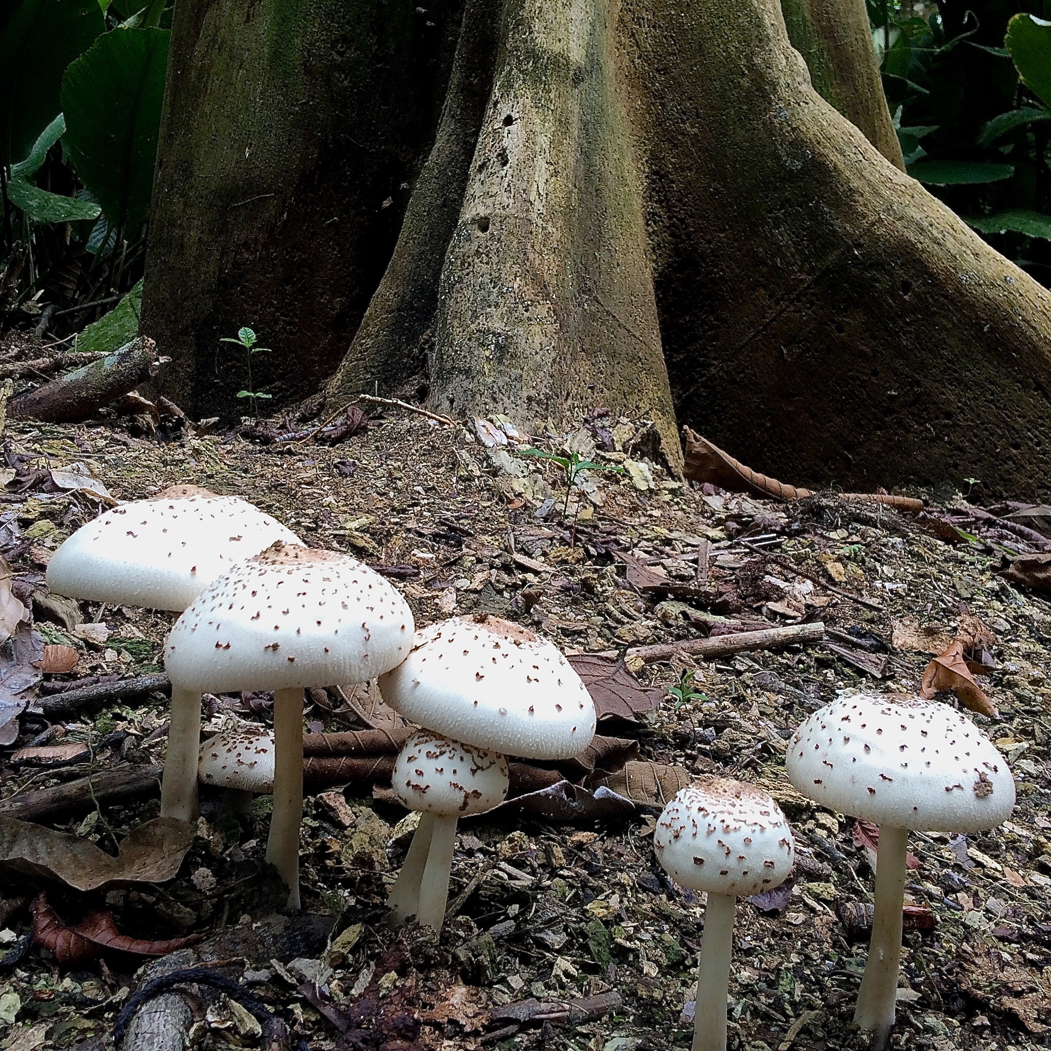  fungi 